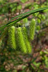 Longhair sedge